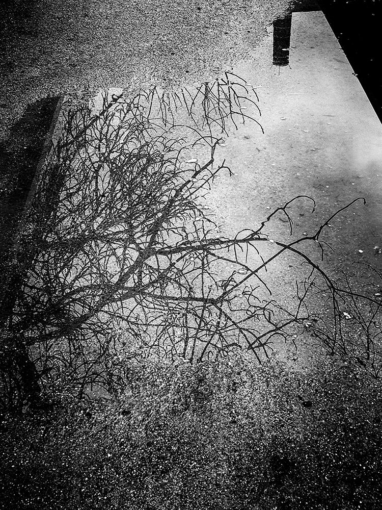 Frankiel Photography - Photo Street (36).jpg